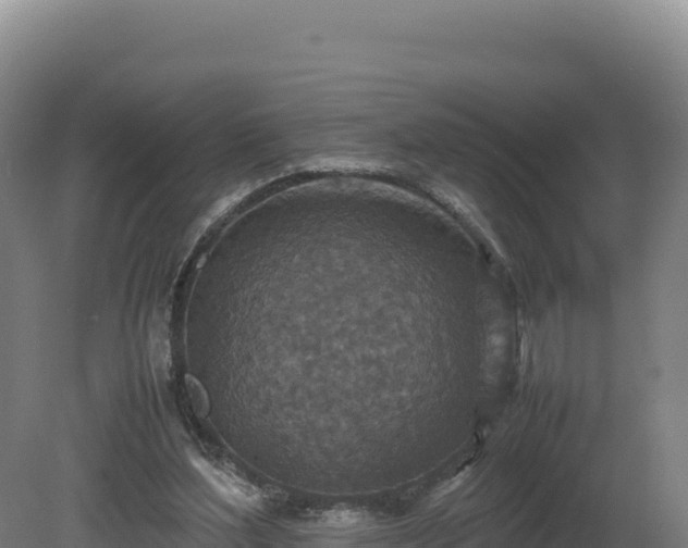 X0000081450204200701191722