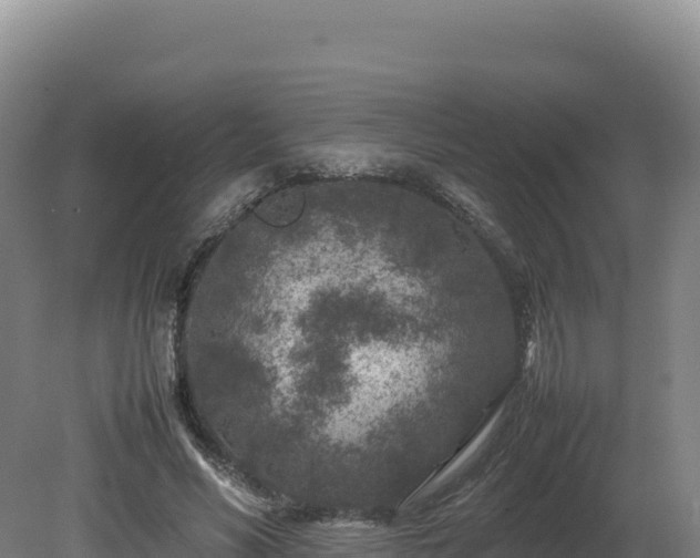 X0000081450590200701191716