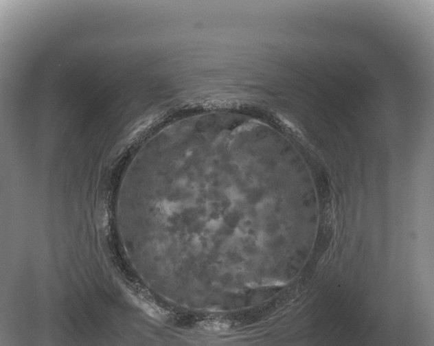 X0000081450687200701191714