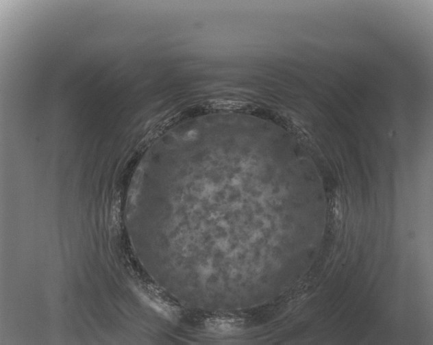 X0000081450745200701191713