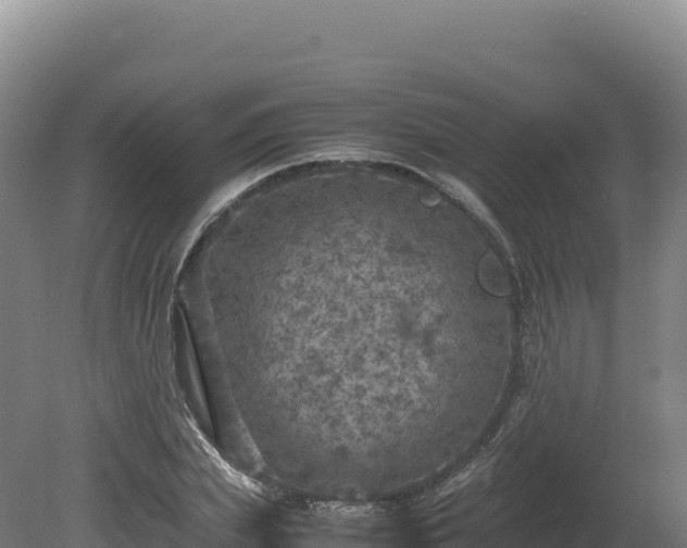 X0000081450831200701191711