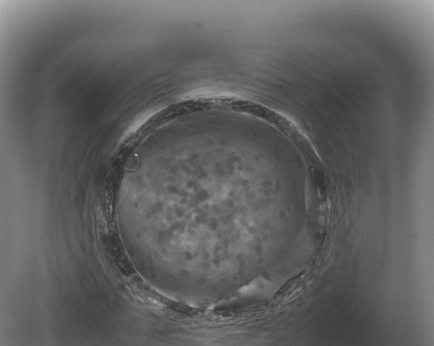 X0000081450871200701191711