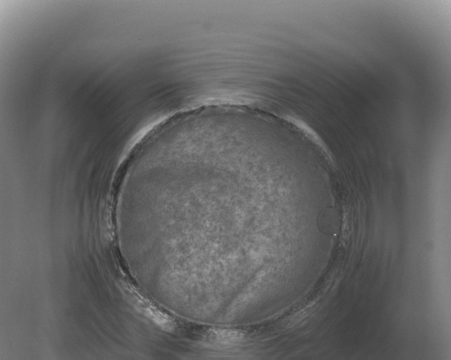 X0000081450878200701191711