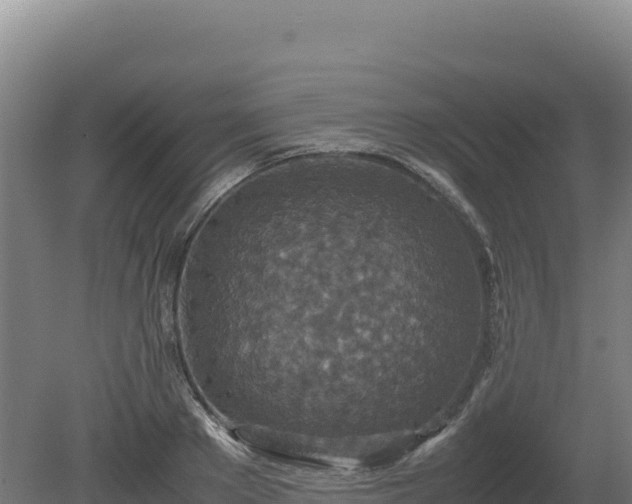 X0000081450889200701191711