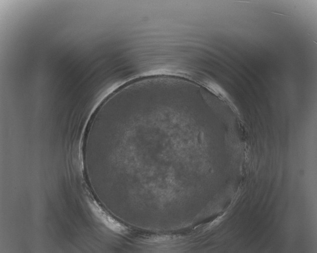 X0000081450892200701191711