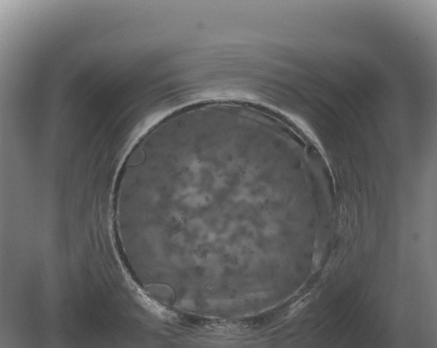 X0000081450895200701191711