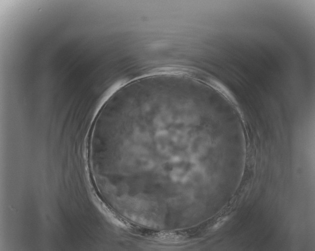 X0000081450907200701191710