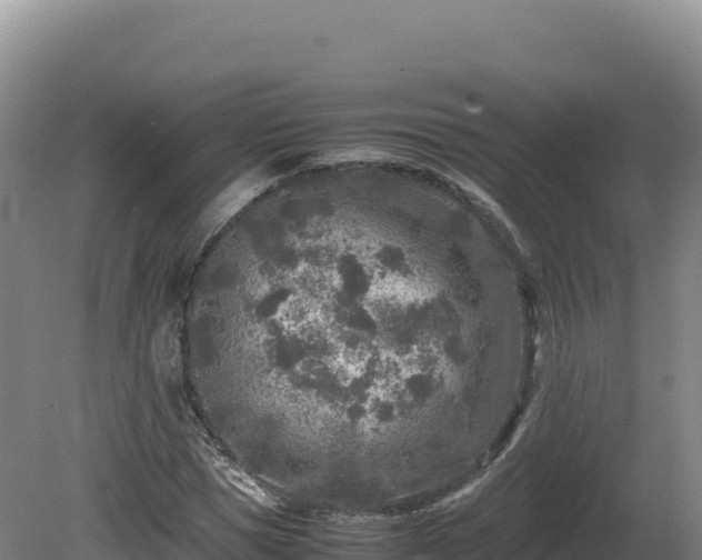 X0000081450921200701191710