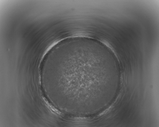 X0000081450925200701191710