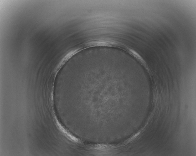 X0000081450938200701191710