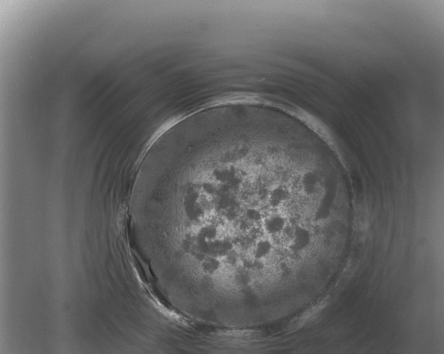 X0000081450953200701191710