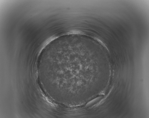 X0000081451117200701191707