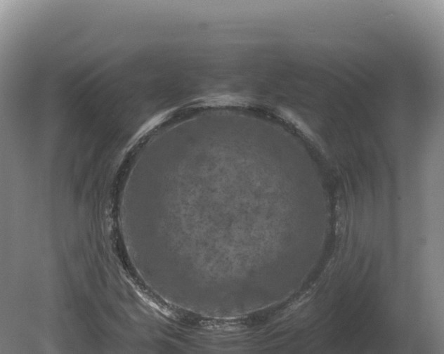 X0000081451213200701191705