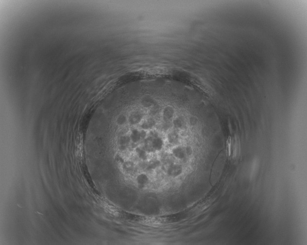 X0000081451251200701191705