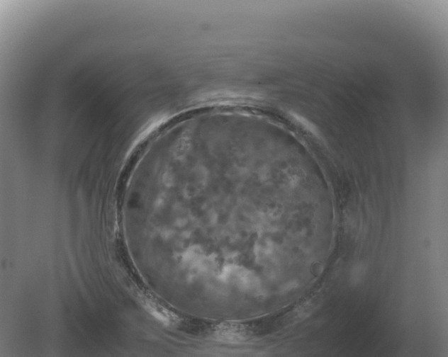 X0000081451267200701191704