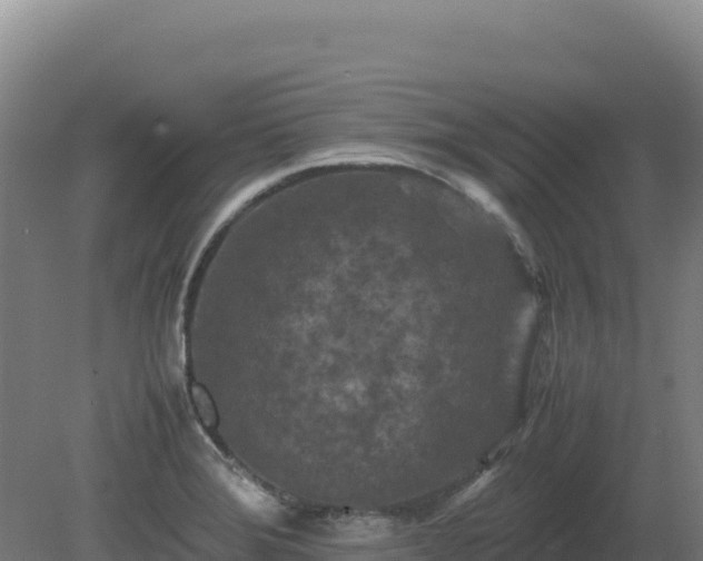 X0000081451372200701191703