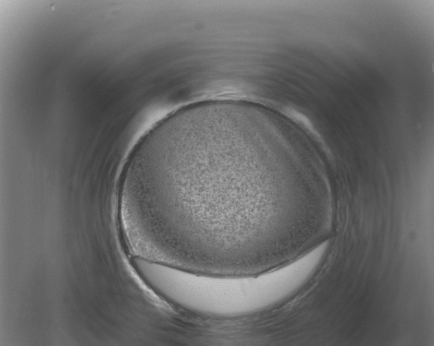 X0000081451424200701191702