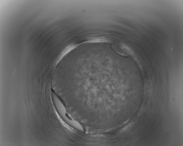 X0000081451425200701191702