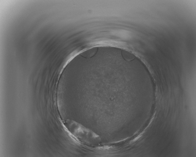 X0000081451529200701191700