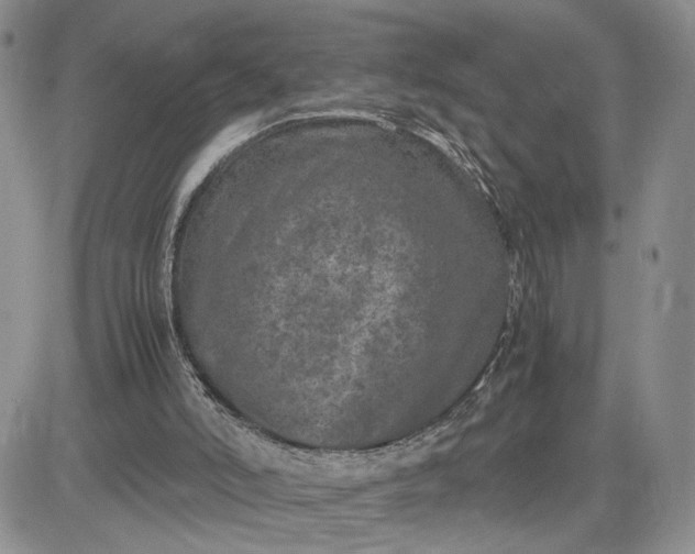 X0000081450006200701261924