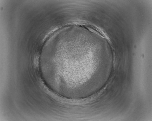 X0000081450010200701261924