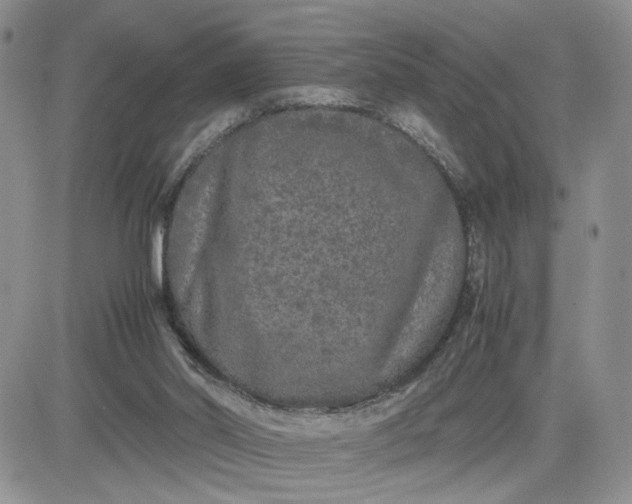 X0000081450014200701261924