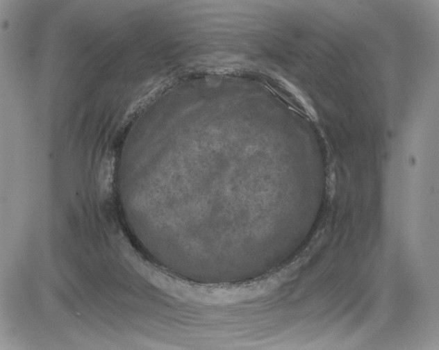 X0000081450018200701261924