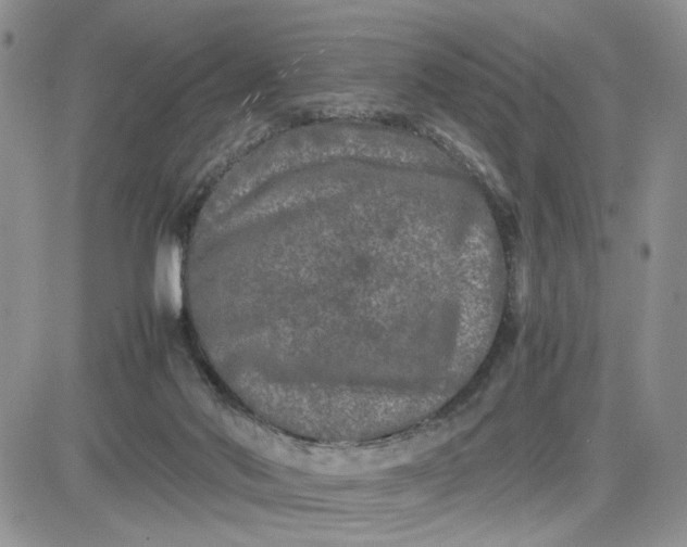 X0000081450022200701261924