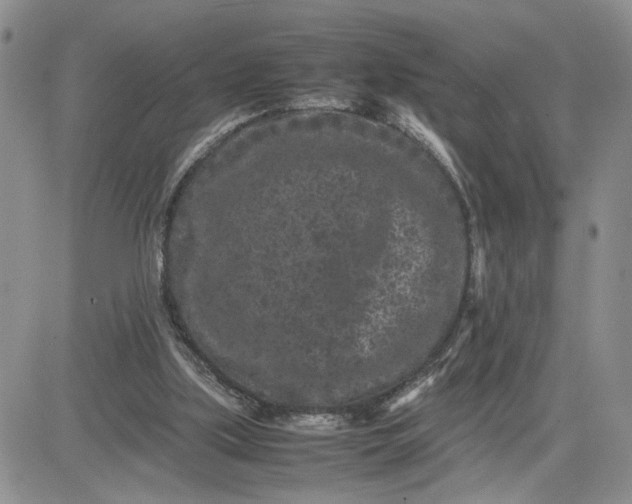 X0000081450059200701261923