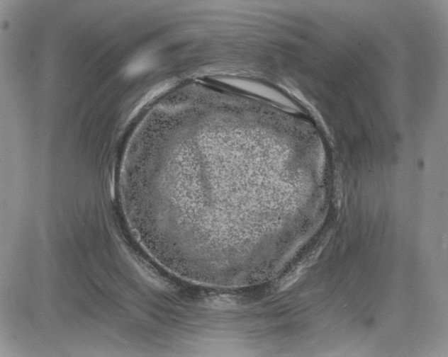 X0000081450062200701261923