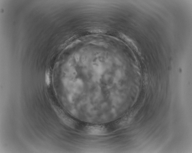 X0000081450069200701261923