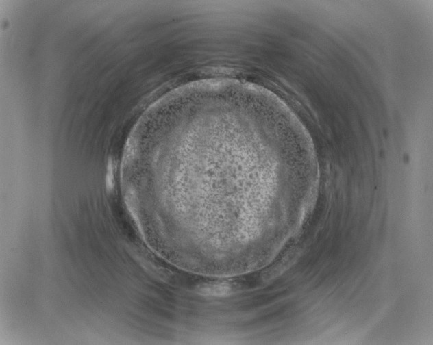 X0000081450075200701261923