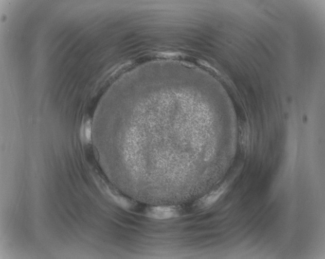 X0000081450095200701261923