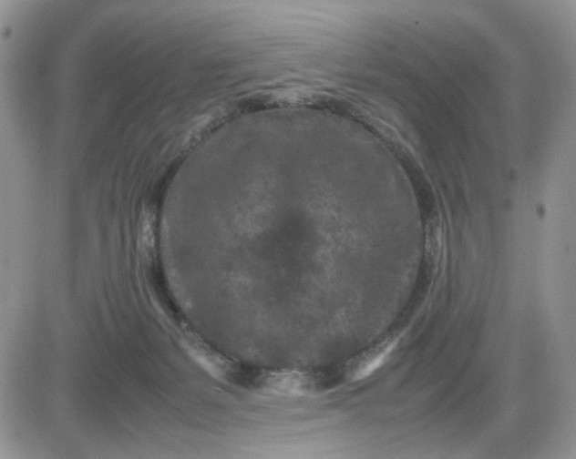 X0000081450127200701261922