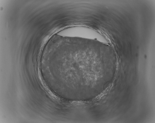 X0000081450145200701261921