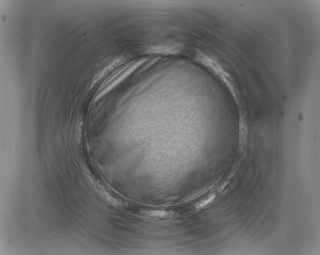 X0000081450153200701261921