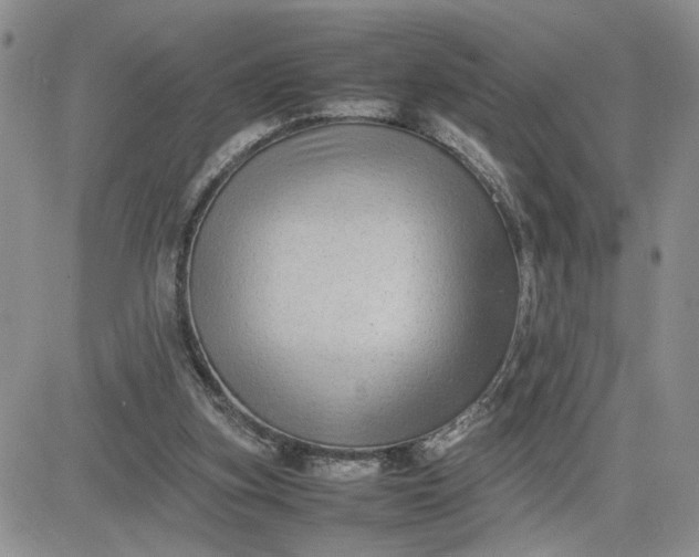 X0000081450155200701261921