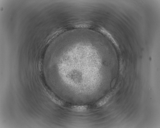 X0000081450161200701261921