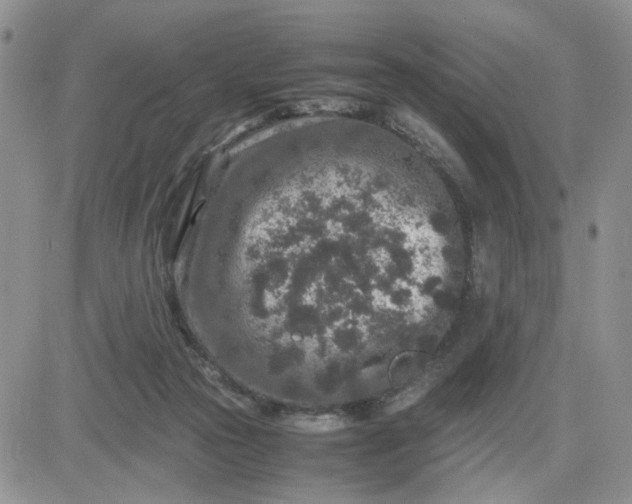 X0000081450169200701261922