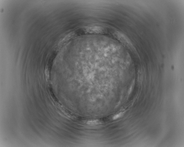 X0000081450173200701261922