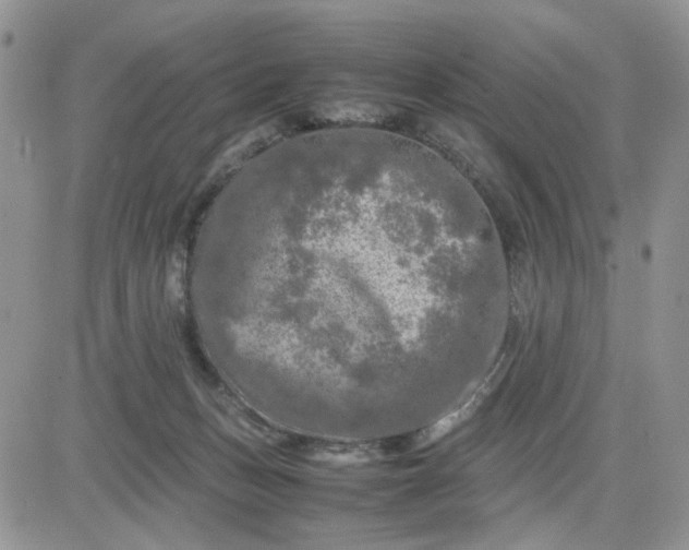 X0000081450175200701261922