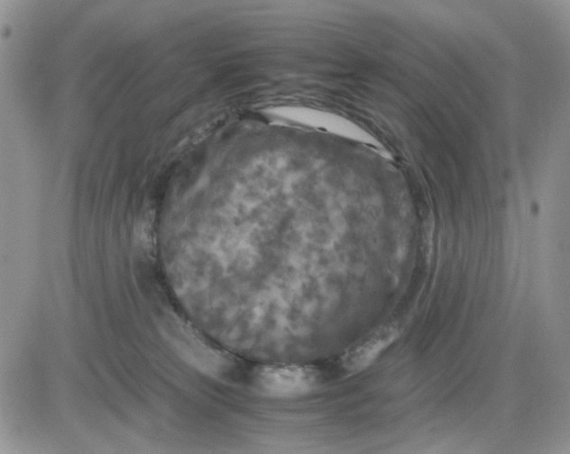 X0000081450181200701261922