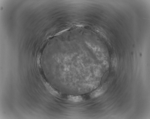 X0000081450185200701261922