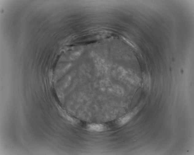 X0000081450189200701261922