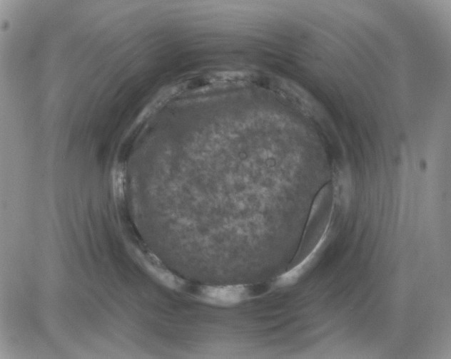 X0000081450191200701261922