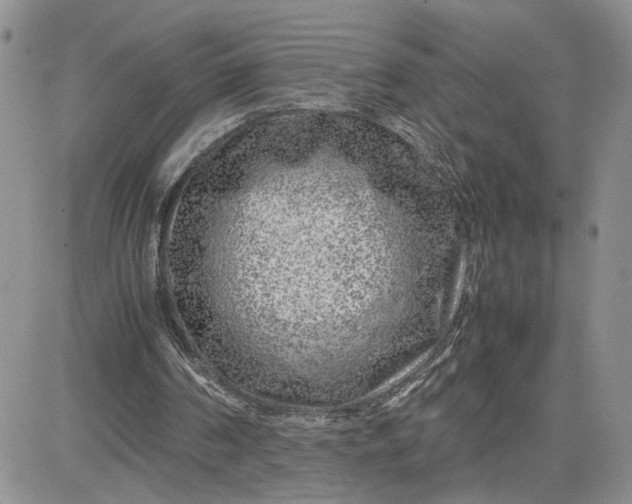 X0000081450194200701261921