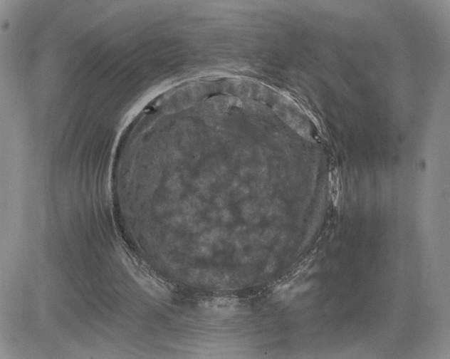 X0000081450196200701261921