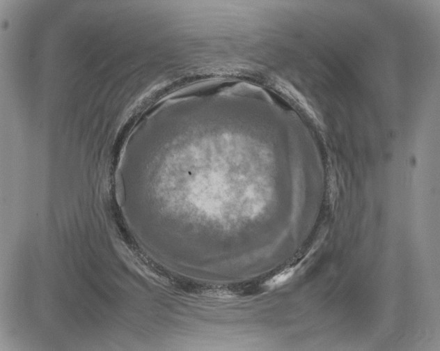 X0000081450203200701261921