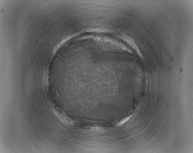 X0000081450204200701261921