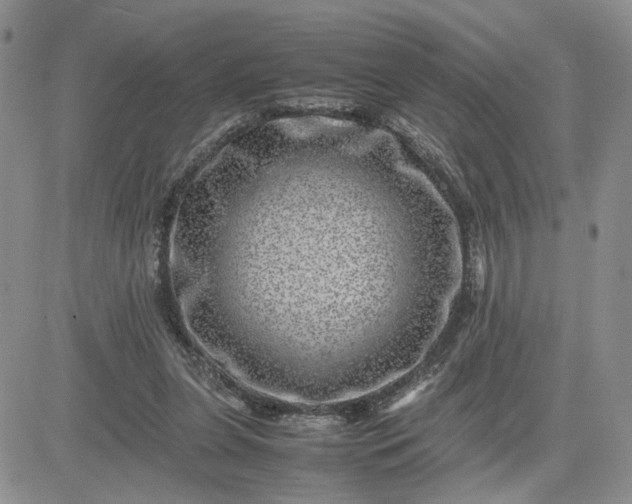 X0000081450255200701261920